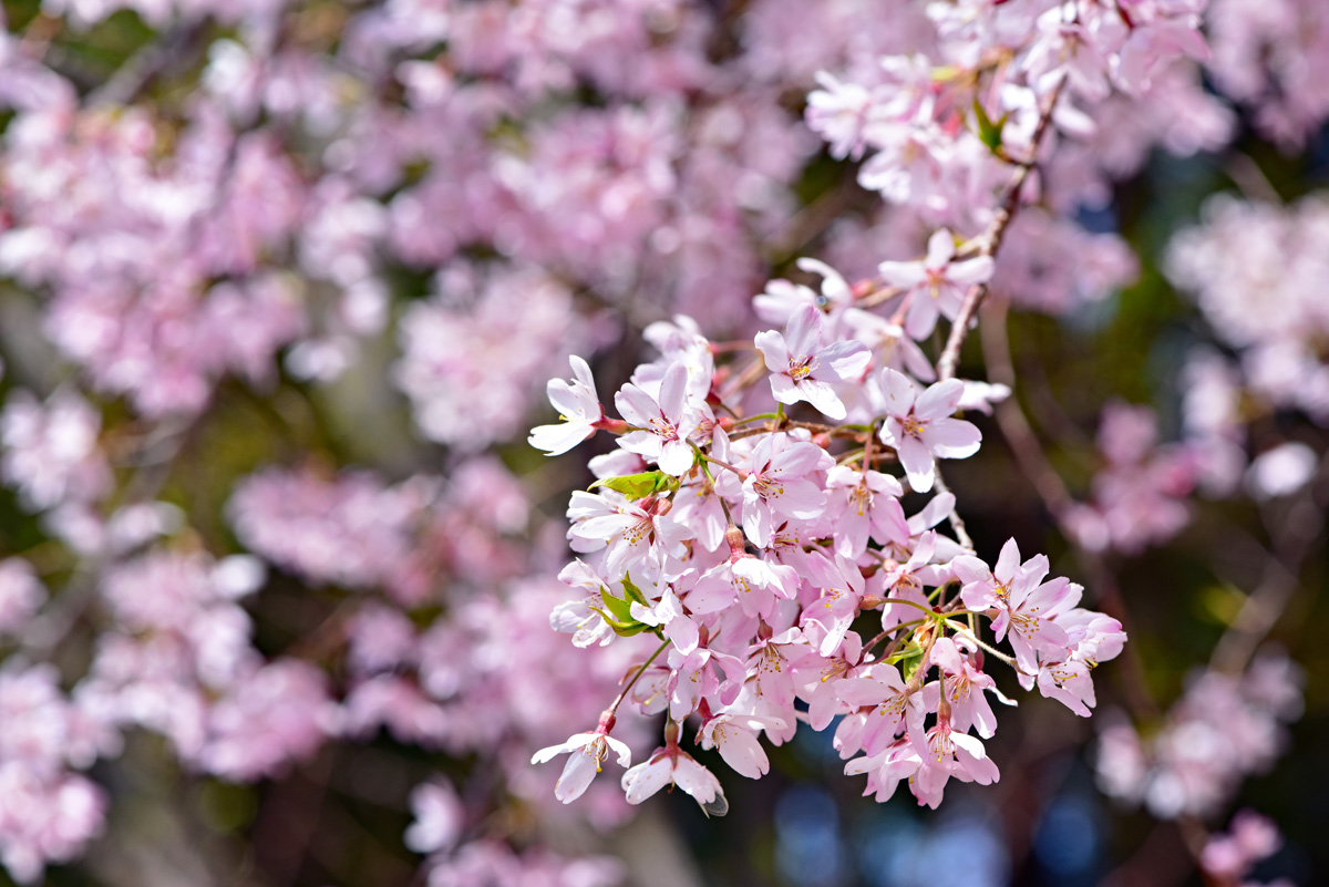山桜